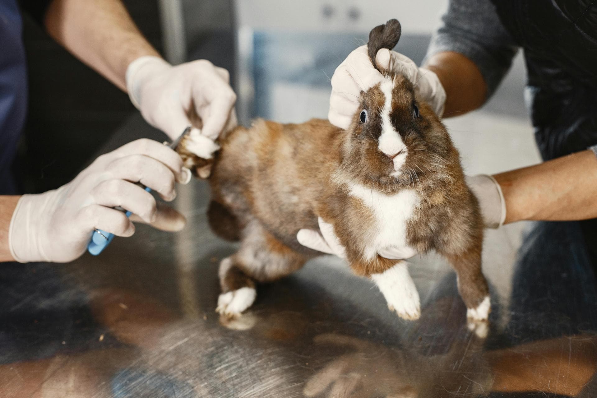 Best Vets in Solihull